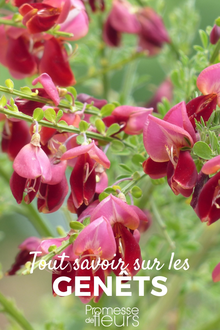 Genistas, cytisus _ plantar, podar, cuidar Genista, citiso: plantar, podar, cuidar