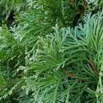 Seto de crecimiento rápido: 10 arbustos para setos de crecimiento rápido