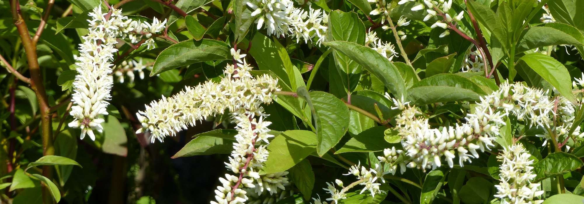 Itea: plantar, podar y mantener