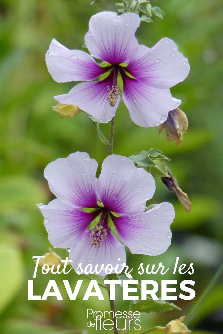 Lavatera, lavatera: consejos de jardinería