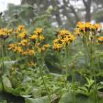 Ligularia, ligularia: plantar, cultivar y cuidar