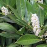 Laurel cerezo y Laurel portugués: plantar, podar y mantener