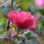 Rosales: ¿En raíces desnudas o en macetas?