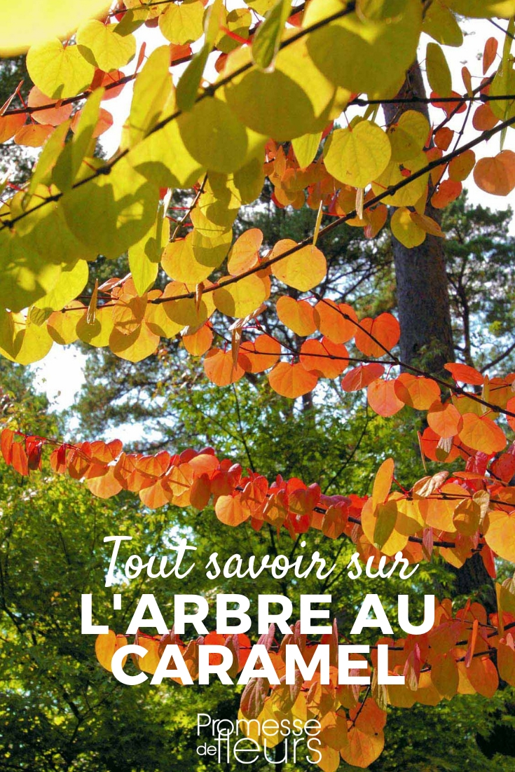 Árbol de caramelo, Cercidiphyllum: plantación, poda, cuidados