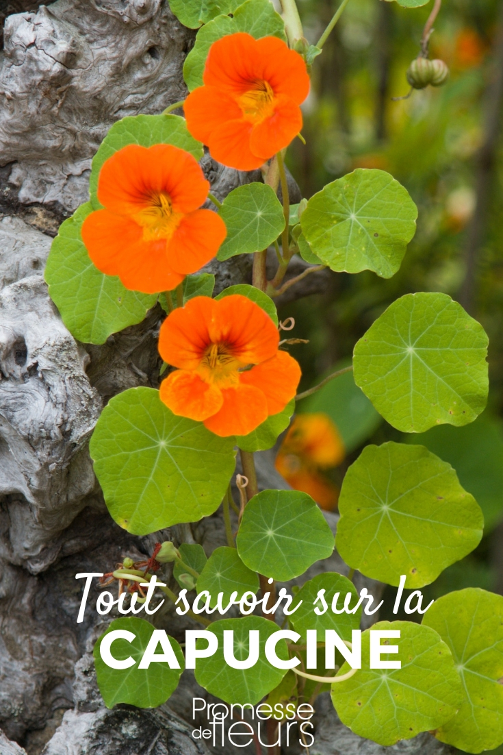 Capuchina: sembrar, plantar, cultivar Capuchina: siembra, plantación y cuidados
La capuchina es una planta ornamental y comestible muy apreciada por sus flores coloridas y su follaje decorativo. Descubre cómo sembrar, plantar y cuidar esta planta versátil en tu jardín o balcón.
**Siembra de la capuchina**
- Época de siembra: de marzo a mayo.
- Siembra directa en el suelo o en macetas.
- Profundidad de siembra: 1-2 cm.
- Distancia entre plantas: 30-40 cm.
- Germinación: 10-15 días.
**Plantación de la capuchina**
- Época de plantación: de abril a junio.
- Ubicación: sol o sombra parcial.
- Suelo: bien drenado, ligero y fértil.
- Riego: moderado, evitando el encharcamiento.
**Cuidados de la capuchina**
- Riego regular, especialmente en verano.
- Eliminación de flores marchitas para estimular la floración.
- Control de plagas como pulgones y caracoles.
- Aporte de compost o fertilizante orgánico en primavera.
Con estos sencillos consejos, podrás disfrutar de la belleza y los beneficios de la capuchina en tu jardín o terraza. ¡Anímate a cultivarla!