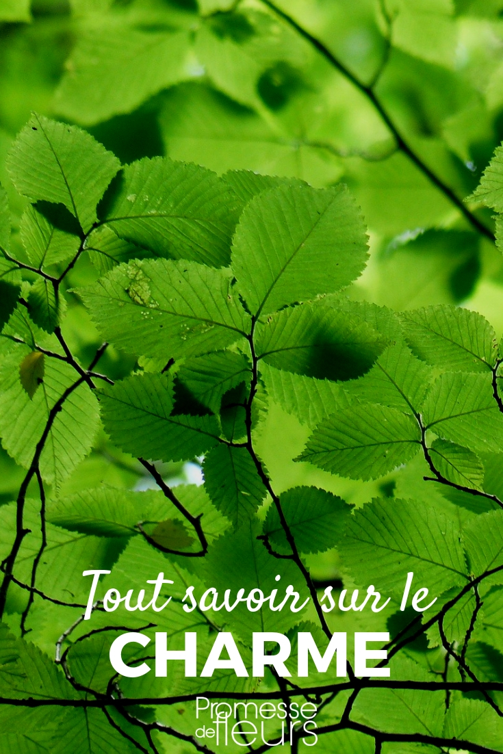 Encanto, emparrado: plantar, podar, cuidar