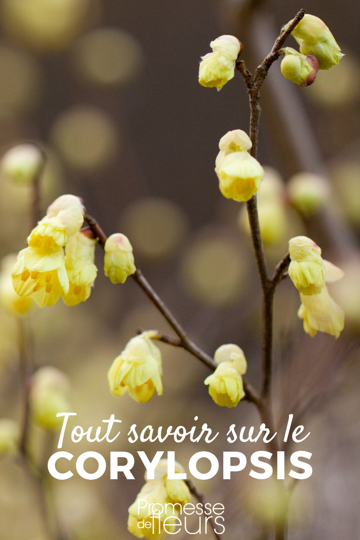 corylopsis _ plantar, podar, cuidar Corylopsis, falso avellano