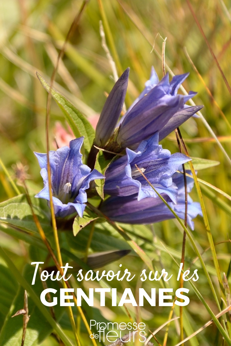 **Gentiana: plantación, cultivo y cuidados**

La gentiana es una planta fascinante que destaca por sus vibrantes flores azules y su capacidad para crecer en condiciones alpinas. Si deseas añadir esta belleza a tu jardín, aquí te ofrecemos una guía completa sobre su plantación, cultivo y cuidados.

### **Plantación de la gentiana**

1. **Época de plantación**:  
   La mejor época para plantar la gentiana es en primavera u otoño, cuando las temperaturas son más suaves.

2. **Ubicación**:  
   Elige un lugar con exposición parcial al sol o sombra ligera. A las gentianas les gusta la luz, pero no el calor intenso.

3. **Suelo**:  
   Prefieren suelos bien drenados, ligeramente ácidos y ricos en materia orgánica. Evita los suelos pesados o encharcados.

4. **Método de plantación**:  
   - Cava un hoyo dos veces más grande que el cepellón.  
   - Coloca la planta y rellena con una mezcla de tierra y compost.  
   - Riega abundantemente después de plantar.

---

### **Cultivo de la gentiana**

1. **Riego**:  
   Mantén el suelo húmedo pero no encharcado. Riega regularmente, especialmente durante los períodos secos.

2. **Fertilización**:  
   Aplica un fertilizante orgánico en primavera para estimular el crecimiento y la floración.

3. **Poda**:  
   Retira las flores marchitas para fomentar una segunda floración y mantener la planta saludable.

4. **Protección invernal**:  
   En regiones frías, protege las raíces con una capa de mantillo para evitar daños por heladas.

---

### **Cuidados adicionales**

- **Plagas y enfermedades**:  
  Las gentianas son generalmente resistentes, pero vigila la presencia de caracoles o babosas, que pueden dañar las hojas.

- **Multiplicación**:  
  Puedes propagar la gentiana mediante división de matas en primavera o mediante semillas, aunque este último método requiere paciencia.

---

Con estos consejos, podrás disfrutar de la belleza única de la gentiana en tu jardín. ¡Una planta que sin duda será el centro de atención!