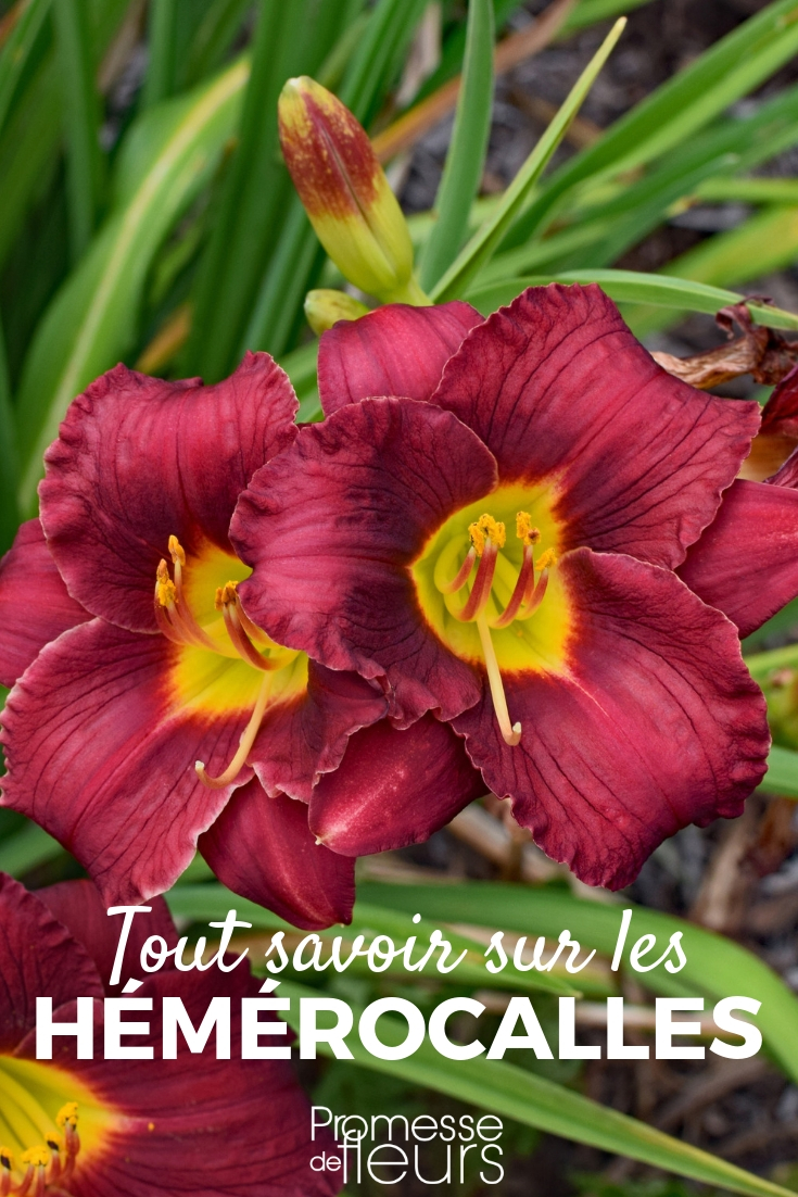 hemerocallis - plantar, cultivar, cuidar Hemerocallis, lirio de un día: consejos de plantación, cultivo y mantenimiento