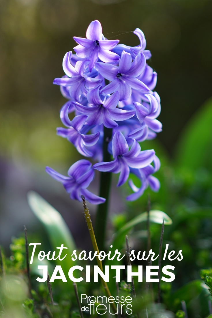 jacinto _ plantar, cultivar, cuidar jacinto: plantación, cultivo y cuidados