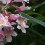 Kolkwitzia: plantar, podar y mantener