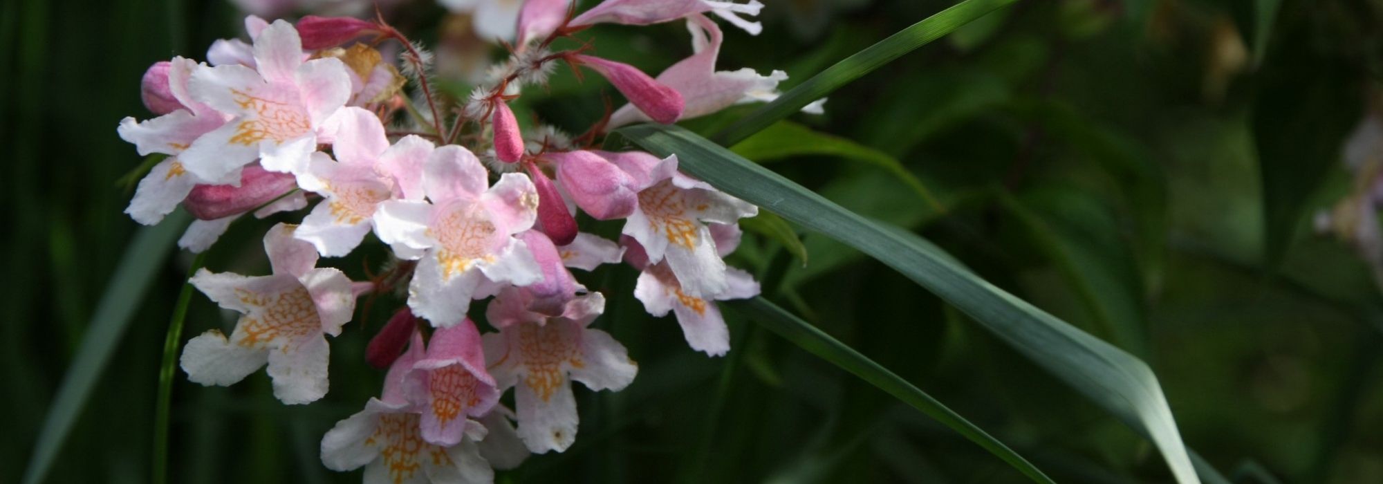 Kolkwitzia: plantar, podar y mantener