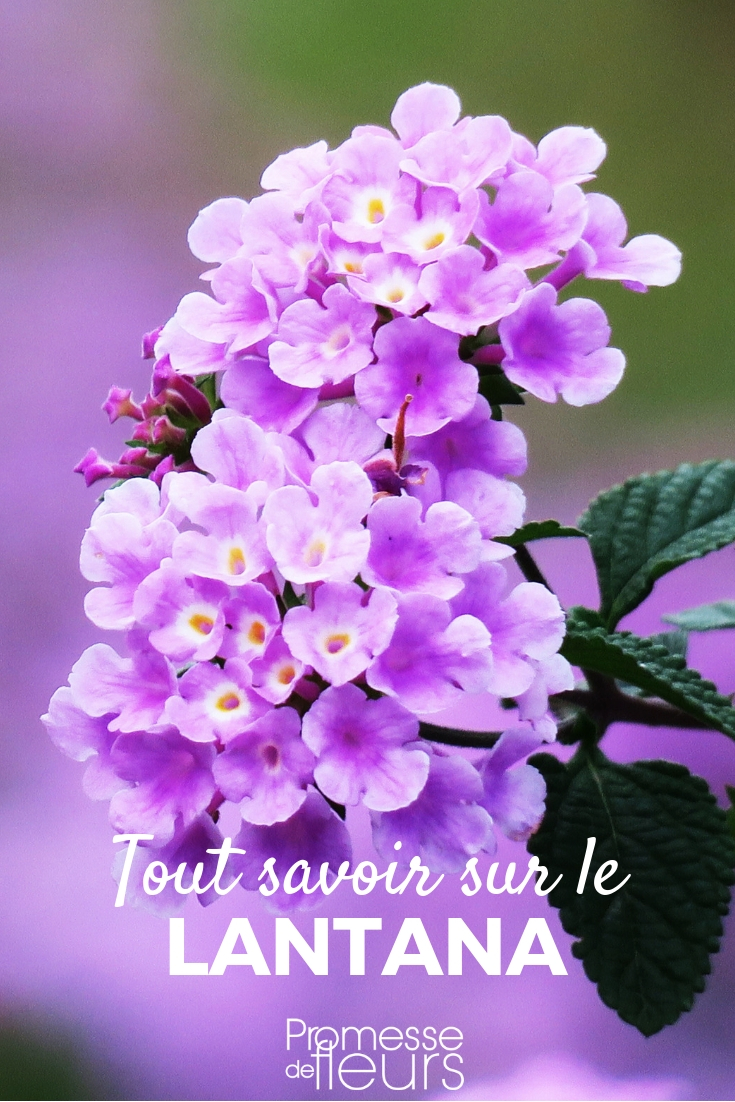 lantana _ plantar, cultivar, cuidar Lantana: plantación, cultivo y cuidados
La lantana es una planta ornamental muy apreciada por sus coloridas flores y su resistencia. Originaria de las regiones tropicales de América, esta planta perenne se ha adaptado perfectamente a los climas mediterráneos y se cultiva tanto en macetas como en jardines. A continuación, te ofrecemos una guía completa sobre cómo plantar, cultivar y cuidar la lantana para que puedas disfrutar de su belleza durante todo el año.
**Plantación de la lantana**
1. **Época de plantación**: El mejor momento para plantar la lantana es en primavera, cuando el riesgo de heladas ha pasado y el suelo comienza a calentarse.
2. **Ubicación**: La lantana prefiere lugares soleados, ya que necesita al menos 6 horas de luz solar directa al día para florecer abundantemente.
3. **Suelo**: Esta planta se adapta a una amplia variedad de suelos, pero prefiere aquellos que son bien drenados y ligeramente ácidos. Asegúrate de que el suelo no retenga demasiada agua, ya que el exceso de humedad puede provocar la pudrición de las raíces.
4. **Plantación en macetas**: Si decides cultivar la lantana en macetas, elige un recipiente con agujeros de drenaje y utiliza un sustrato ligero y bien drenado.
**Cultivo de la lantana**
1. **Riego**: La lantana es una planta resistente a la sequía, pero durante los primeros meses después de la plantación es importante mantener el suelo ligeramente húmedo. Una vez establecida, riega solo cuando el suelo esté seco al tacto.
2. **Fertilización**: Aplica un fertilizante equilibrado cada 4-6 semanas durante la temporada de crecimiento para promover una floración abundante.
3. **Poda**: La lantana responde muy bien a la poda. Poda ligeramente a principios de primavera para estimular un crecimiento más compacto y una floración más profusa. También puedes podar las flores marchitas para fomentar la aparición de nuevas flores.
**Cuidados de la lantana**
1. **Protección contra el frío**: En regiones con inviernos fríos, la lantana puede comportarse como una planta anual o perder sus hojas. Para protegerla, puedes cubrirla con un mantillo o trasladarla a un lugar protegido si está en maceta.
2. **Plagas y enfermedades**: La lantana es generalmente resistente a plagas y enfermedades, pero puede ser afectada por ácaros, pulgones o cochinillas. Vigila regularmente y trata con insecticidas naturales si es necesario.
3. **Multiplicación**: La lantana se puede propagar fácilmente mediante esquejes tomados en primavera o verano. Coloca los esquejes en un sustrato húmedo y mantenlos en un lugar cálido hasta que desarrollen raíces.
Con estos consejos, podrás disfrutar de la lantana en tu jardín o balcón, añadiendo un toque de color y alegría a tu espacio exterior. ¡No dudes en experimentar con diferentes variedades para crear combinaciones únicas!