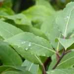 El laurel de cocina en 10 preguntas y respuestas