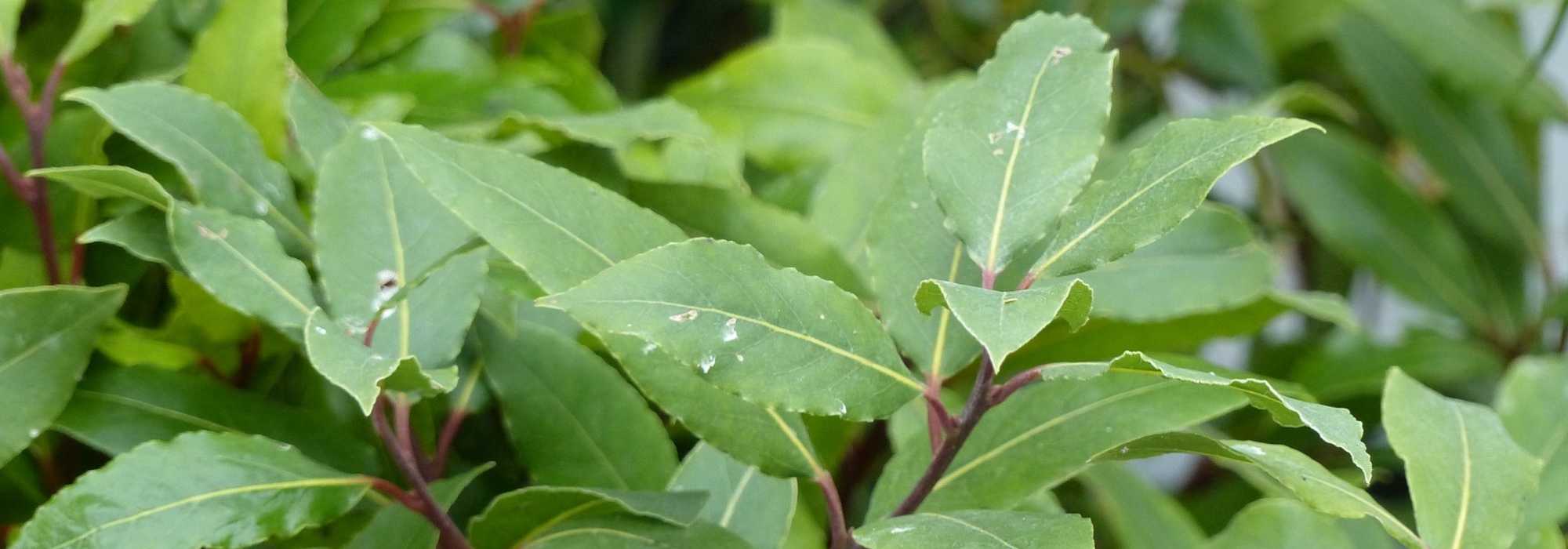 El laurel de cocina en 10 preguntas y respuestas