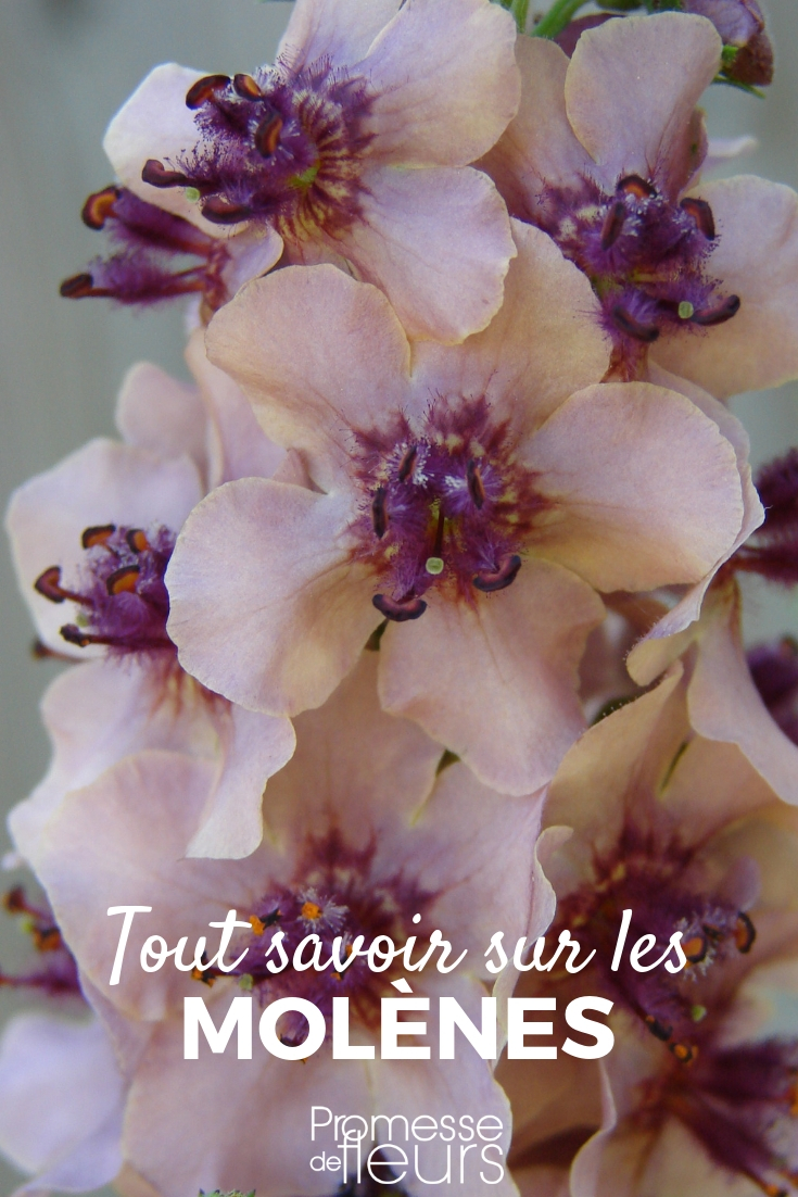 **Verbascum, gordolobo: plantación, cultivo y cuidados**

El verbascum, comúnmente conocido como gordolobo, es una planta perenne o bienal que destaca por sus altas espigas florales y su follaje aterciopelado. Ideal para jardines de estilo natural o silvestre, esta planta es fácil de cultivar y requiere pocos cuidados. A continuación, te ofrecemos una guía completa para su plantación, cultivo y mantenimiento.

### **Plantación del verbascum**

**Época de plantación:**  
El mejor momento para plantar el verbascum es en primavera u otoño, cuando las temperaturas son más suaves.

**Ubicación:**  
- Elige un lugar soleado, ya que el verbascum necesita al menos 6 horas de sol al día.  
- Prefiere suelos bien drenados, incluso pobres y pedregosos. Evita los suelos encharcados, ya que pueden provocar pudrición de las raíces.

**Preparación del suelo:**  
- Afloja bien la tierra y añade un poco de arena si el suelo es demasiado arcilloso.  
- No es necesario enriquecer el suelo con abono, ya que el verbascum prospera en suelos pobres.

**Proceso de plantación:**  
1. Cava un hoyo un poco más grande que el cepellón.  
2. Coloca la planta en el hoyo, asegurándote de que la parte superior del cepellón quede al nivel del suelo.  
3. Rellena con tierra y compacta ligeramente.  
4. Riega moderadamente después de plantar.

### **Cultivo del verbascum**

**Riego:**  
- El verbascum es una planta resistente a la sequía. Riega solo cuando el suelo esté completamente seco.  
- Evita el exceso de agua, ya que puede dañar las raíces.

**Abono:**  
- No es necesario abonar el verbascum, ya que prefiere suelos pobres. Un exceso de nutrientes puede reducir su floración.

**Poda:**  
- Retira las flores marchitas para fomentar una segunda floración.  
- En otoño, corta las espigas florales secas a nivel del suelo.

**Resistencia al frío:**  
- El verbascum es resistente al frío y puede soportar temperaturas de hasta -15°C. En regiones muy frías, protege la base de la planta con un acolchado.

### **Cuidados adicionales**

**Plagas y enfermedades:**  
- El verbascum es generalmente resistente a plagas y enfermedades.  
- Vigila la aparición de caracoles o babosas, especialmente en plantas jóvenes.

**Multiplicación:**  
- El verbascum se puede propagar por semillas o división de matas.  
- Siembra las semillas directamente en el suelo en primavera u otoño.

**Usos en el jardín:**  
- Ideal para borduras, rocallas o jardines de estilo natural.  
- Combina bien con otras plantas resistentes a la sequía, como lavanda o salvia.

Con estos sencillos consejos, podrás disfrutar de la belleza y el encanto del verbascum en tu jardín. ¡Una planta resistente y llena de carácter que no te defraudará!