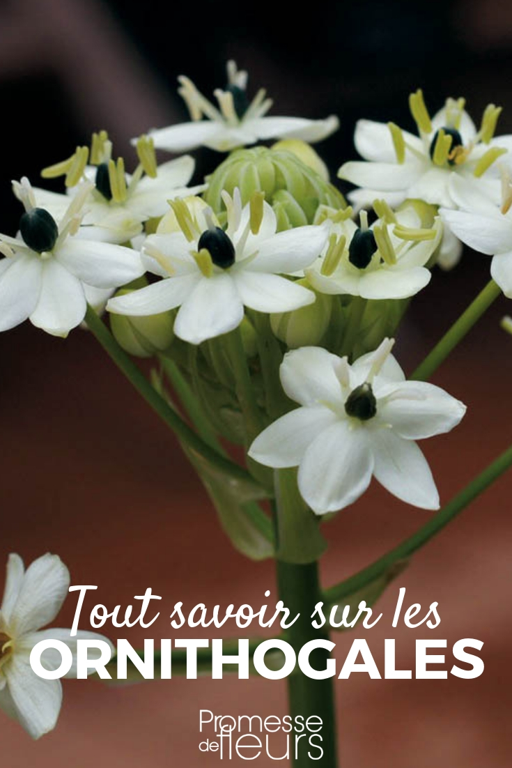 Ornitógalos: plantación y cuidados
Los ornitógalos, también conocidos como "leche de gallina" o "estrellas de Belén", son plantas bulbosas que destacan por sus elegantes flores en forma de estrella. Aquí te explicamos cómo plantarlos y cuidarlos para que luzcan espectaculares en tu jardín.
**Plantación:**
1. **Época:** El mejor momento para plantar los bulbos de ornitógalos es en otoño, antes de las primeras heladas.
2. **Ubicación:** Elige un lugar con sol o semisombra. Prefieren suelos bien drenados y ligeramente arenosos.
3. **Profundidad:** Planta los bulbos a una profundidad de unos 10 cm, con la punta hacia arriba.
4. **Espaciado:** Deja unos 10-15 cm entre cada bulbo para que tengan espacio suficiente para crecer.
**Cuidados:**
1. **Riego:** Mantén el suelo ligeramente húmedo, especialmente durante la época de crecimiento y floración. Evita el encharcamiento.
2. **Abono:** Aplica un fertilizante equilibrado al inicio de la primavera para estimular el crecimiento y la floración.
3. **Poda:** Retira las flores marchitas para fomentar una floración más prolongada. Deja que las hojas se sequen naturalmente antes de cortarlas, ya que ayudan a almacenar energía para el próximo año.
4. **Protección:** En regiones con inviernos muy fríos, cubre el suelo con mantillo para proteger los bulbos de las heladas.
Con estos sencillos pasos, disfrutarás de las hermosas flores de los ornitógalos año tras año. ¡Añade un toque de elegancia a tu jardín con estas encantadoras plantas!