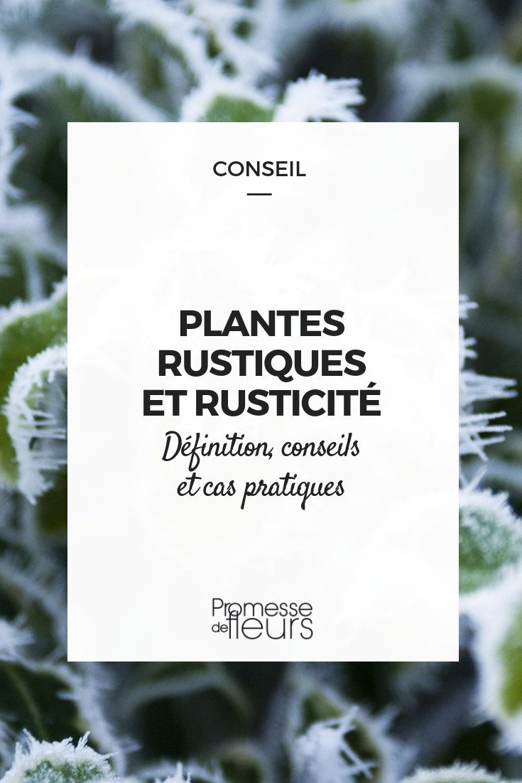 planta resistente - rusticidad Planta rústica y rusticidad: definición, consejos