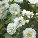 Los rosales ADR, resistentes a las enfermedades.