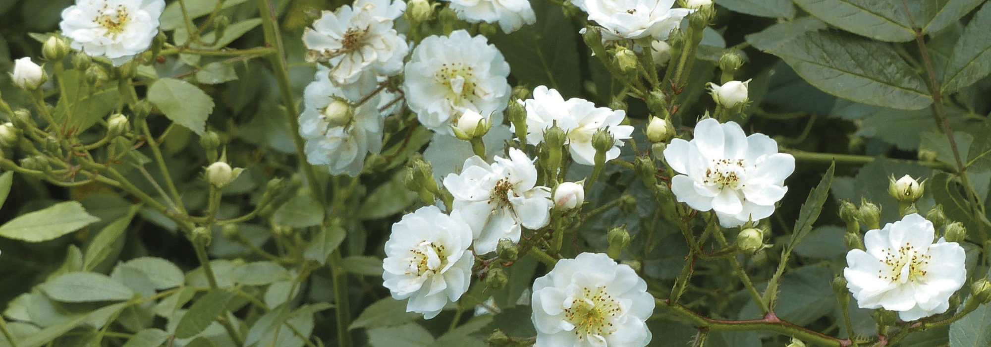 Los rosales ADR, resistentes a las enfermedades.