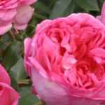 Rosales: los más fragantes