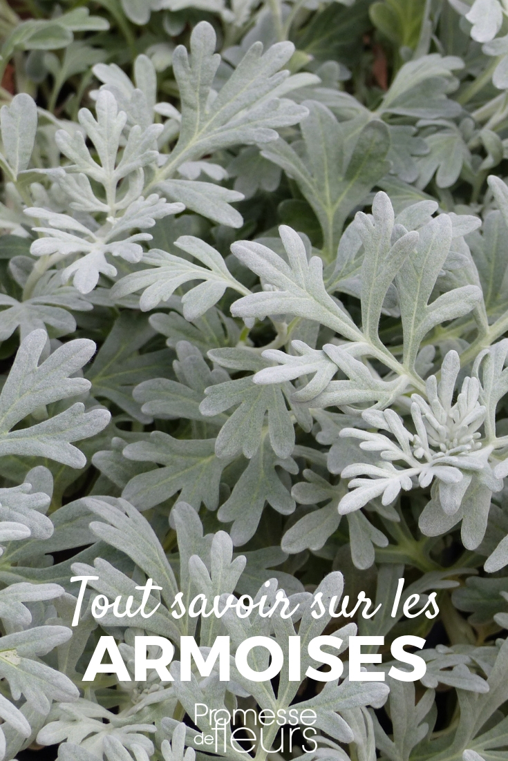 Artemisa _ plantar, cultivar, cuidar Artemisa, Artemisia: plantación y cuidados
La artemisa, también conocida como Artemisia, es una planta versátil y resistente que puede añadir un toque de elegancia y textura a tu jardín. Con su follaje plateado y su aroma distintivo, esta planta es una excelente opción para bordes, rocallas o incluso como planta de compañía en el huerto. Aquí te ofrecemos una guía completa sobre cómo plantar y cuidar la artemisa.
**Plantación de la artemisa**
1. **Elección del lugar**: La artemisa prefiere un lugar soleado, aunque también puede tolerar la sombra parcial. Asegúrate de que el suelo esté bien drenado, ya que esta planta no tolera el exceso de humedad.
2. **Preparación del suelo**: Aunque la artemisa es bastante adaptable, prefiere suelos pobres y arenosos. Si tu suelo es muy rico en nutrientes, considera añadir un poco de arena para mejorar el drenaje.
3. **Plantación**: Cava un hoyo un poco más grande que el cepellón de la planta. Coloca la artemisa en el hoyo y rellena con tierra, asegurándote de que la parte superior del cepellón quede al nivel del suelo. Riega bien después de plantar.
**Cuidados de la artemisa**
1. **Riego**: La artemisa es una planta resistente a la sequía, por lo que no necesita riego frecuente. Riega solo cuando el suelo esté completamente seco.
2. **Poda**: Para mantener la forma y promover un crecimiento denso, poda la artemisa a principios de la primavera. También puedes recortar las puntas durante la temporada de crecimiento para evitar que la planta se vuelva demasiado leñosa.
3. **Fertilización**: La artemisa no requiere mucho fertilizante. De hecho, demasiados nutrientes pueden hacer que la planta crezca demasiado y pierda su forma compacta. Si es necesario, aplica un fertilizante balanceado en primavera.
4. **Plagas y enfermedades**: La artemisa es generalmente resistente a plagas y enfermedades. Sin embargo, vigila la presencia de pulgones o mildiu, especialmente en condiciones de humedad excesiva.
**Usos de la artemisa**
Además de su valor ornamental, la artemisa tiene varios usos prácticos. Es conocida por sus propiedades medicinales y se utiliza en la preparación de tés y remedios naturales. También es una excelente planta de compañía en el huerto, ya que puede repeler ciertas plagas.
Con estos consejos, podrás disfrutar de una artemisa saludable y vibrante en tu jardín. ¡Buena suerte!