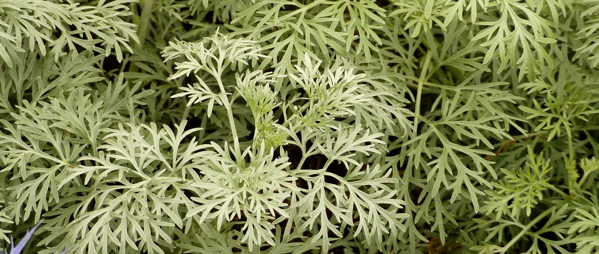 Artemisa blanca, artemisia: Plantación, poda y mantenimiento