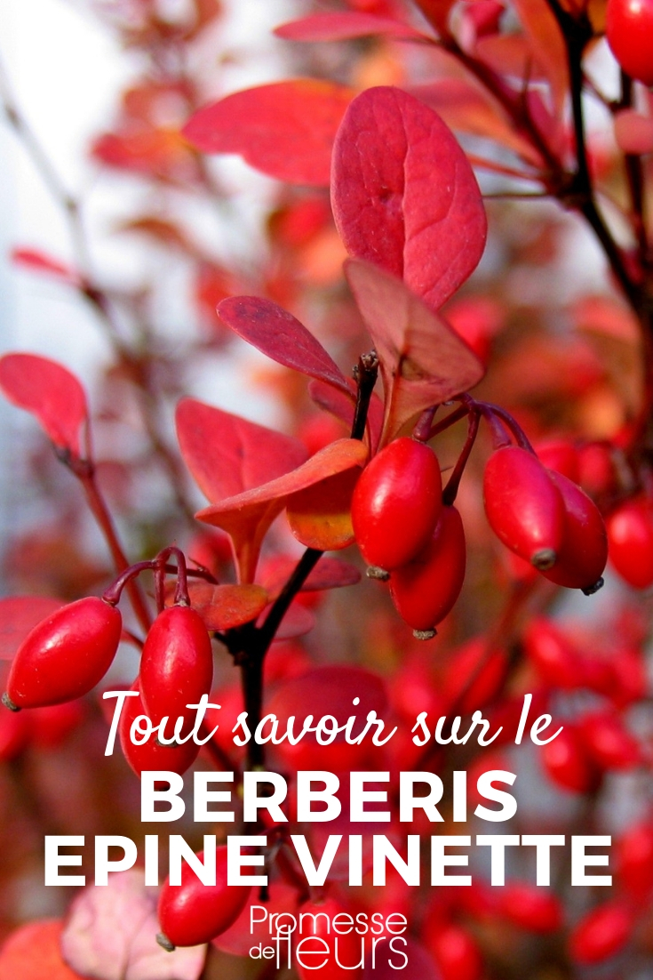 Berberis, consejos