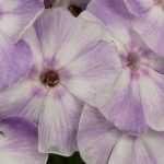 Longevidad de las plantas perennes