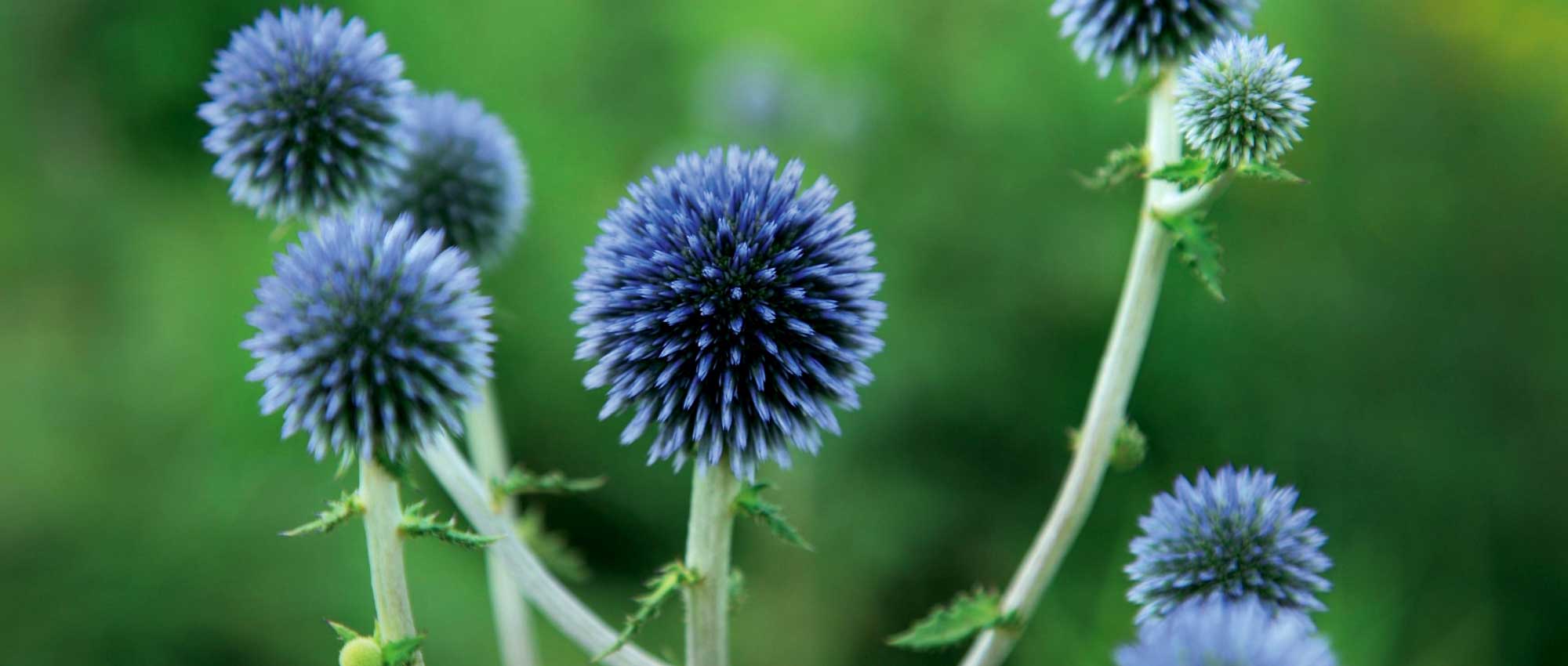 Echinops: plantar, cultivar y cuidar
