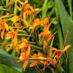 Hedychium: plantar, cultivar y cuidar