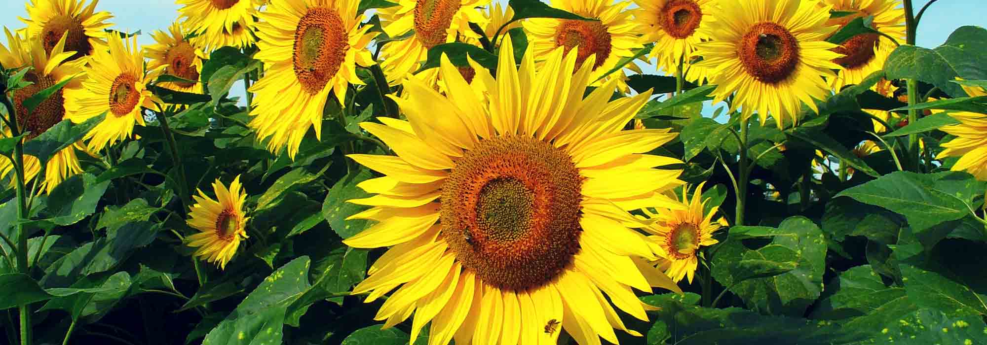 Girasol: siembra, plantación, cuidados