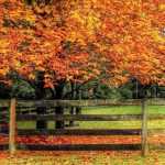 Plantación de árboles y arbustos: ¿Qué dice la ley? 8 preguntas y respuestas