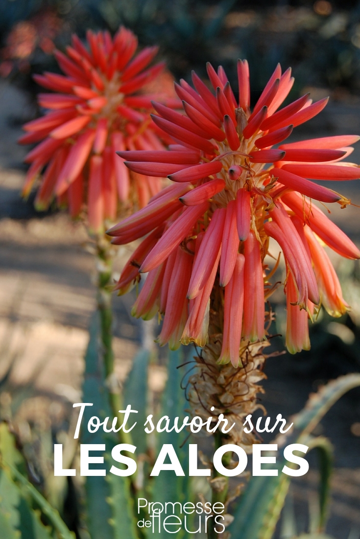 **Áloes: plantar y cultivar**
Los áloes son plantas suculentas populares por su fácil cuidado y sus propiedades medicinales. A continuación, te ofrecemos una guía completa para plantar y cultivar áloes en tu jardín o en macetas.
### **1. Elección del lugar**
- **Luz**: Los áloes necesitan mucha luz solar. Colócalos en un lugar donde reciban al menos 6 horas de sol al día.
- **Temperatura**: Prefieren climas cálidos y no toleran las heladas. Si vives en una zona fría, cultívalos en macetas para poder llevarlos al interior durante el invierno.
### **2. Preparación del suelo**
- **Drenaje**: Los áloes necesitan un suelo bien drenado. Usa una mezcla de tierra para cactus o añade arena y grava a la tierra común para mejorar el drenaje.
- **pH**: El suelo debe ser ligeramente ácido a neutro (pH 6.0-7.0).
### **3. Plantación**
- **Macetas**: Si plantas en macetas, asegúrate de que tengan agujeros de drenaje. Llena la maceta con la mezcla de tierra preparada y coloca el áloe en el centro, cubriendo las raíces.
- **Jardín**: Cava un hoyo del doble del tamaño del cepellón, coloca la planta y rellena con la mezcla de tierra. Asegúrate de que la base de la planta quede al nivel del suelo.
### **4. Riego**
- **Frecuencia**: Riega moderadamente. Deja que la tierra se seque completamente entre riegos.
- **Método**: Riega directamente en la base de la planta, evitando mojar las hojas para prevenir la pudrición.
### **5. Cuidados adicionales**
- **Fertilización**: Usa un fertilizante balanceado diluido una vez al mes durante la temporada de crecimiento (primavera y verano).
- **Poda**: Retira las hojas secas o dañadas para mantener la planta saludable.
- **Plagas**: Vigila la presencia de cochinillas y ácaros. Si aparecen, trata la planta con un insecticida suave o jabón insecticida.
### **6. Propagación**
- **Hijuelos**: Los áloes producen hijuelos que pueden separarse de la planta madre y replantarse.
- **Esquejes de hoja**: Corta una hoja sana, deja que se seque el corte durante unos días y luego plántala en tierra húmeda.
### **7. Usos del áloe**
- **Medicinal**: El gel de las hojas de áloe vera es conocido por sus propiedades curativas y calmantes.
- **Decorativo**: Los áloes son excelentes plantas decorativas, tanto en interiores como en exteriores.
Siguiendo estos consejos, podrás disfrutar de unas plantas de áloe saludables y vibrantes en tu hogar o jardín. ¡Buena suerte con tu cultivo!