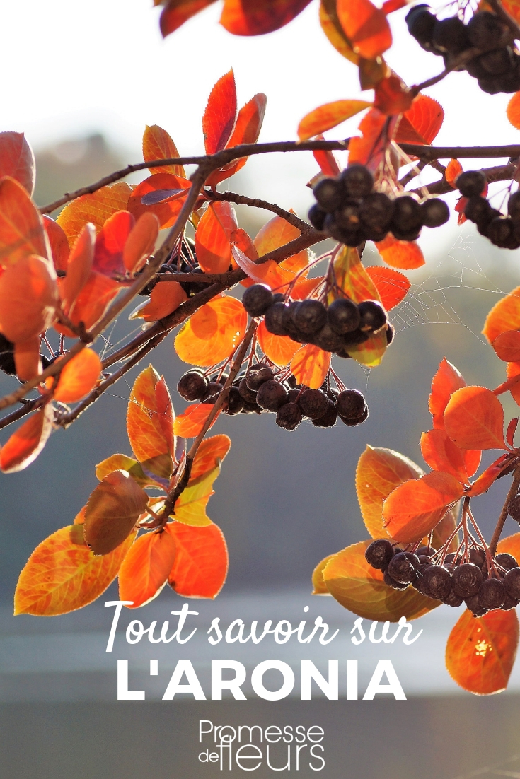 Aronia, aronia: plantar, podar, cuidar