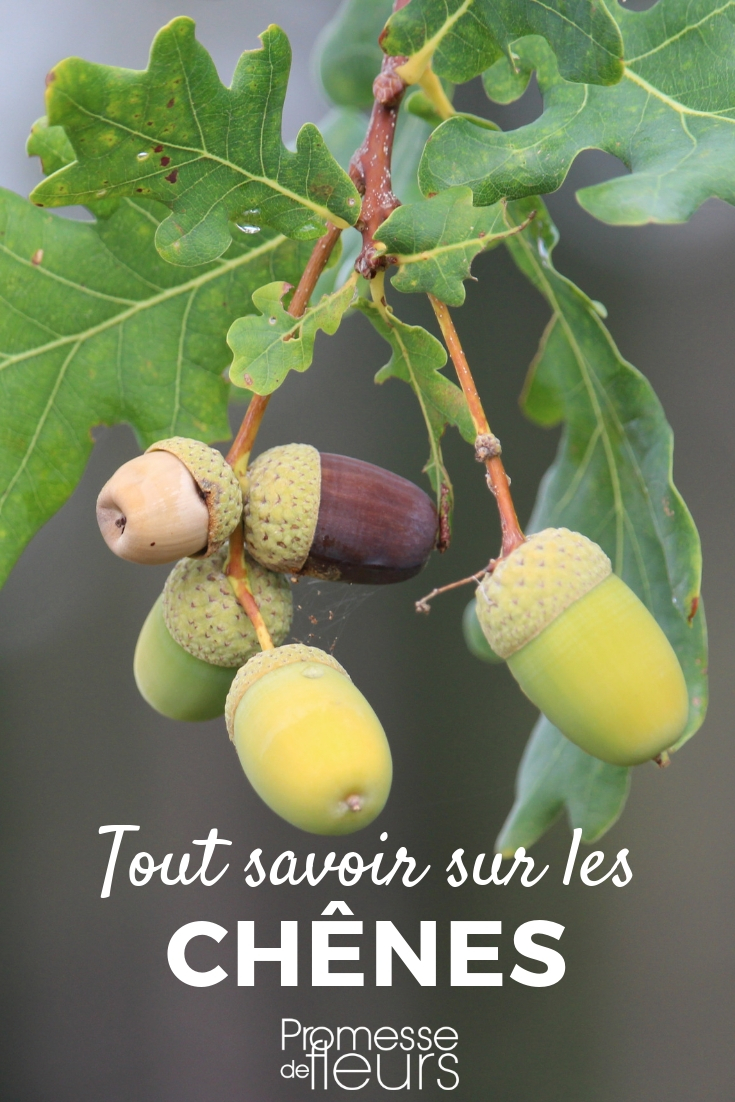 Roble: plantación, poda y cuidados
El roble es un árbol majestuoso y longevo que aporta sombra y belleza a cualquier jardín. Descubre cómo plantarlo, podarlo y cuidarlo para que crezca fuerte y saludable.
**Plantación del roble**
1. **Época de plantación**: El mejor momento para plantar un roble es en otoño o principios de primavera, cuando el suelo está húmedo y las temperaturas son suaves.
2. **Ubicación**: Elige un lugar espacioso, ya que el roble puede alcanzar un gran tamaño. Asegúrate de que reciba suficiente luz solar.
3. **Preparación del suelo**: El roble prefiere suelos profundos, bien drenados y ligeramente ácidos. Cava un hoyo dos veces más grande que el cepellón y mezcla la tierra con compost.
4. **Plantación**: Coloca el árbol en el hoyo, asegurándote de que el cuello de la raíz quede al nivel del suelo. Rellena con tierra y riega abundantemente.
**Poda del roble**
1. **Cuándo podar**: La poda debe realizarse en invierno, cuando el árbol está en reposo vegetativo.
2. **Cómo podar**: Elimina las ramas muertas, enfermas o dañadas. También puedes podar para dar forma al árbol o controlar su tamaño, pero evita podar en exceso.
3. **Herramientas**: Utiliza herramientas de poda limpias y afiladas para evitar dañar el árbol.
**Cuidados del roble**
1. **Riego**: Durante los primeros años, riega regularmente, especialmente en períodos de sequía. Una vez establecido, el roble es bastante resistente a la falta de agua.
2. **Fertilización**: Aplica un fertilizante equilibrado en primavera para promover un crecimiento saludable.
3. **Protección**: Protege el tronco de los daños causados por cortadoras de césped o animales. También puedes aplicar una capa de mantillo alrededor de la base para conservar la humedad y controlar las malas hierbas.
Siguiendo estos consejos, tu roble crecerá fuerte y se convertirá en un elemento destacado de tu jardín durante muchas generaciones. Roble, quercus: plantar, podar, cuidar
