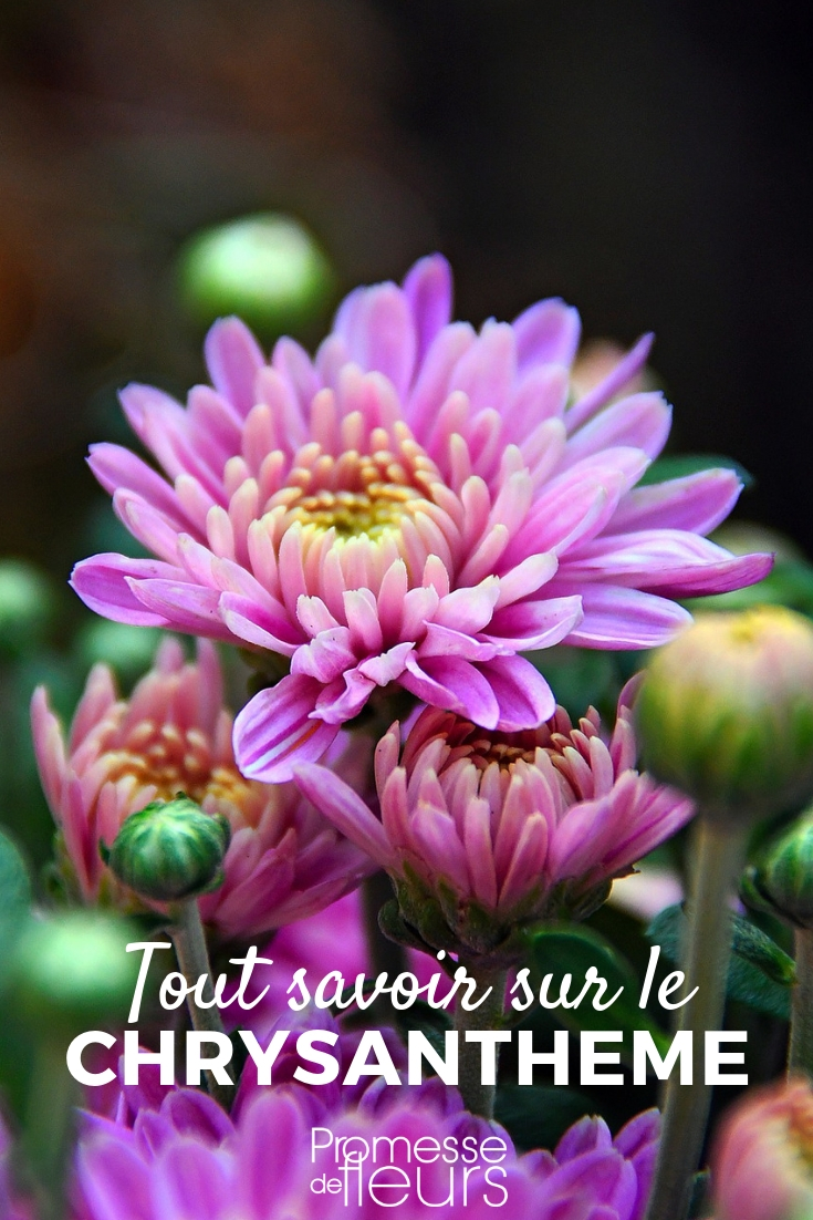 Crisantemo: plantación, cuidado, poda