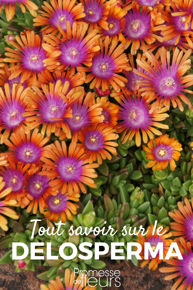 delosperma, portulaca perenne