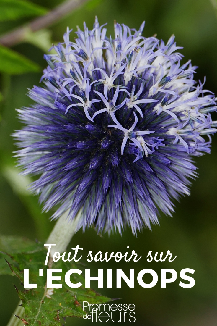 **Echinops: plantar y cultivar**
Los Echinops, también conocidos como cardos globo, son plantas perennes que destacan por sus llamativas flores esféricas y su follaje decorativo. Son ideales para añadir textura y altura a los jardines, además de ser muy atractivas para las abejas y otros polinizadores. A continuación, te explicamos cómo plantar y cuidar estas fascinantes plantas.
### **Plantación del Echinops**
1. **Época de plantación**:
La mejor época para plantar los Echinops es en primavera u otoño, cuando las temperaturas son más suaves.
2. **Ubicación**:
Elige un lugar soleado, ya que estas plantas necesitan al menos 6 horas de luz solar directa al día. También toleran la sombra parcial, pero florecerán menos.
3. **Suelo**:
Los Echinops prefieren suelos bien drenados, incluso pobres y arenosos. Evita los suelos demasiado húmedos o pesados, ya que pueden provocar pudrición de las raíces.
4. **Preparación del suelo**:
Asegúrate de que el suelo esté bien aireado. Si es necesario, añade arena o grava para mejorar el drenaje.
5. **Distancia entre plantas**:
Deja un espacio de 40 a 60 cm entre cada planta para permitir un crecimiento adecuado.
6. **Plantación**:
Cava un hoyo un poco más grande que el cepellón, coloca la planta y rellena con tierra. Riega ligeramente después de plantar.
---
### **Cuidados del Echinops**
1. **Riego**:
Los Echinops son plantas resistentes a la sequía. Riega moderadamente, especialmente durante el primer año. Una vez establecidas, necesitan muy poco riego.
2. **Fertilización**:
No requieren mucho abono. Un aporte de compost o fertilizante orgánico en primavera es suficiente.
3. **Poda**:
Retira las flores marchitas para fomentar una segunda floración. En otoño, corta los tallos secos a nivel del suelo.
4. **Resistencia al frío**:
Los Echinops son resistentes y soportan bien las bajas temperaturas. No necesitan protección especial en invierno.
5. **Plagas y enfermedades**:
Estas plantas son bastante resistentes a plagas y enfermedades. Sin embargo, vigila la aparición de pulgones o caracoles.
---
### **Usos en el jardín**
- **Bordes y macizos**: Combínalos con otras plantas perennes como lavanda, salvia o rudbeckia.
- **Jardines de polinizadores**: Atraen abejas, mariposas y otros insectos beneficiosos.
- **Flores secas**: Las cabezas florales secas son ideales para arreglos florales.
Con estos consejos, podrás disfrutar de los Echinops en tu jardín durante muchos años. ¡Anímate a cultivarlos y verás cómo transforman tu espacio verde! Echinops, cardo azul esférico