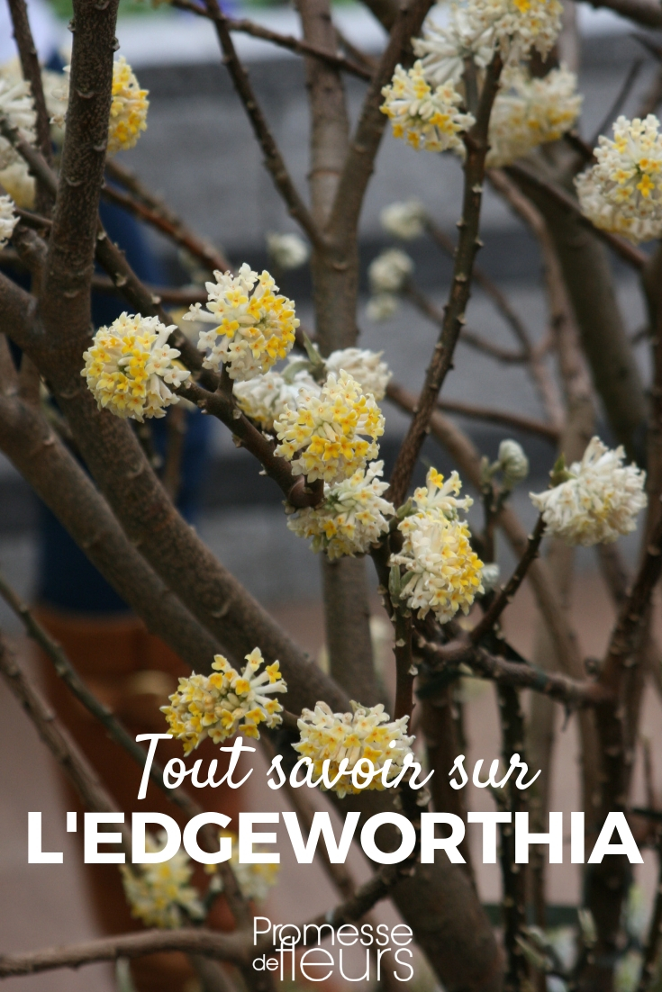 Edgeworthia - plantar, podar, cuidar edgeworthia - arbusto de papel