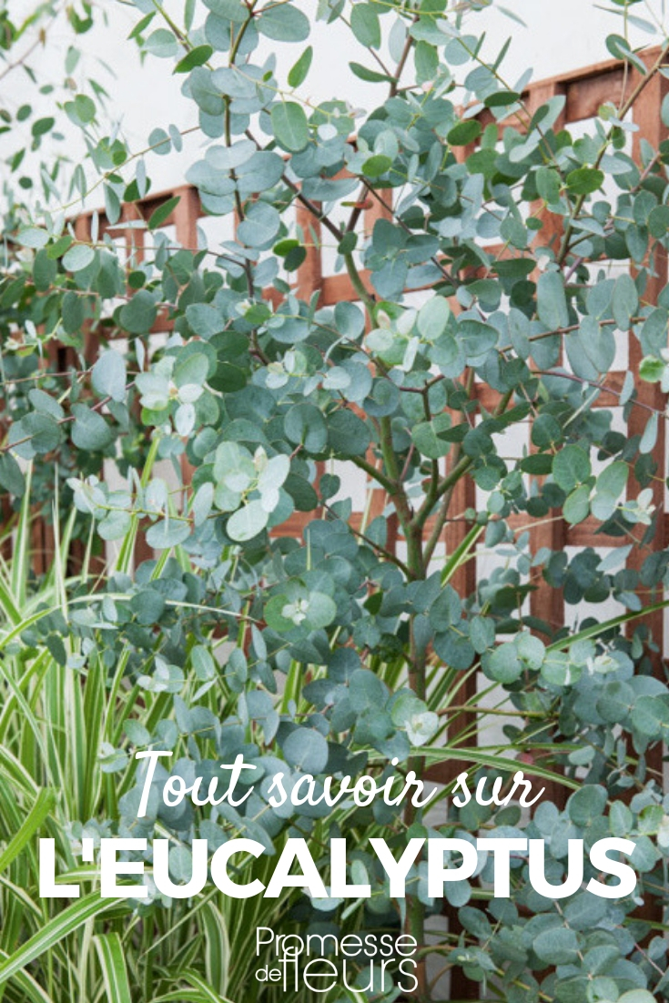 eucalipto _ plantación, poda, cuidado eucalipto: plantar, podar, cuidar