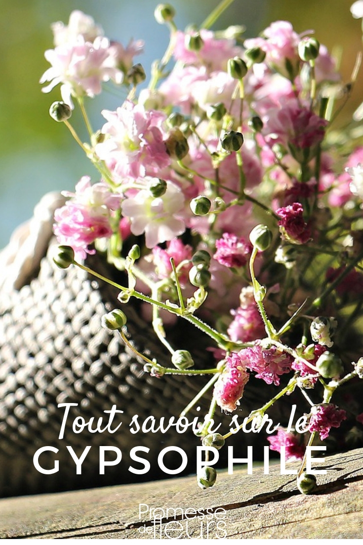 gipsófila