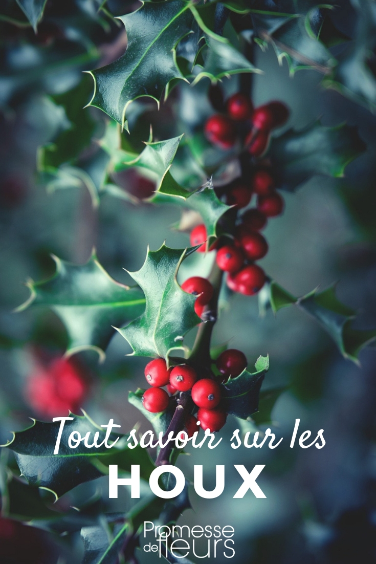 Acebo: todo lo que necesitas saber ilex" (en español, "acebo").