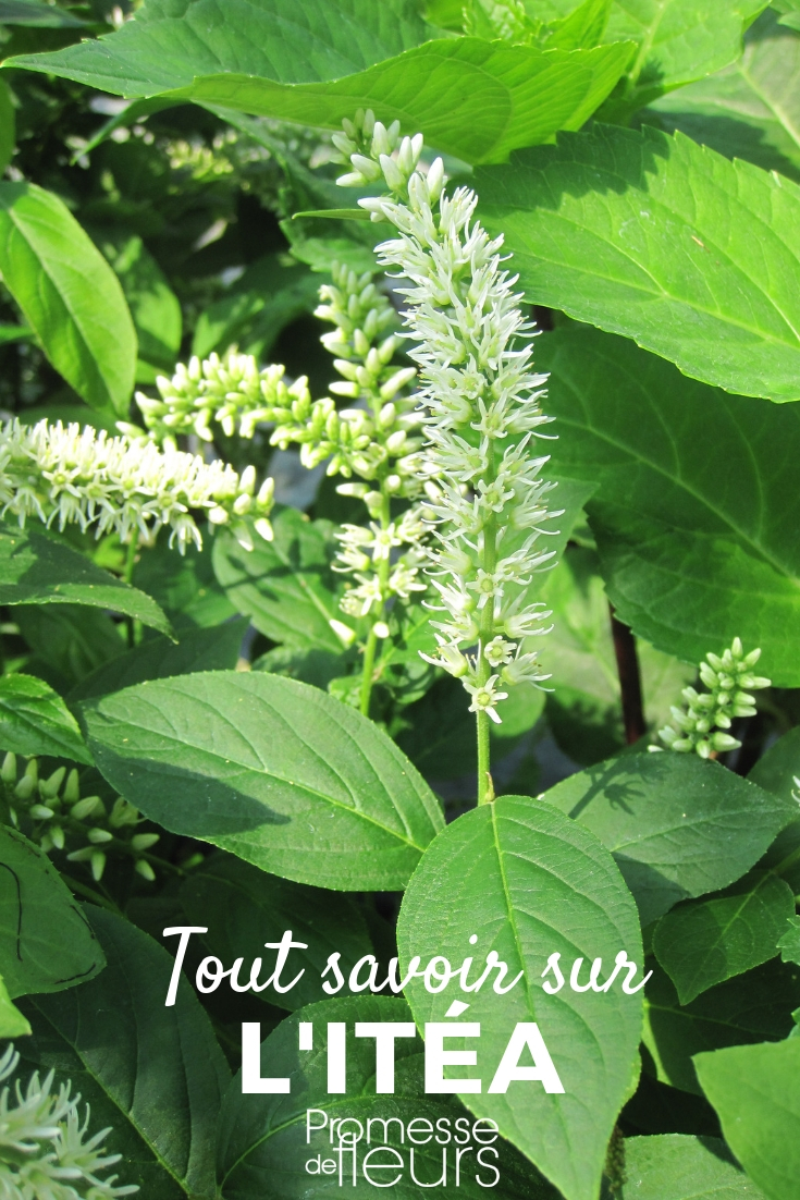 Itea: plantar, cultivar, cuidar