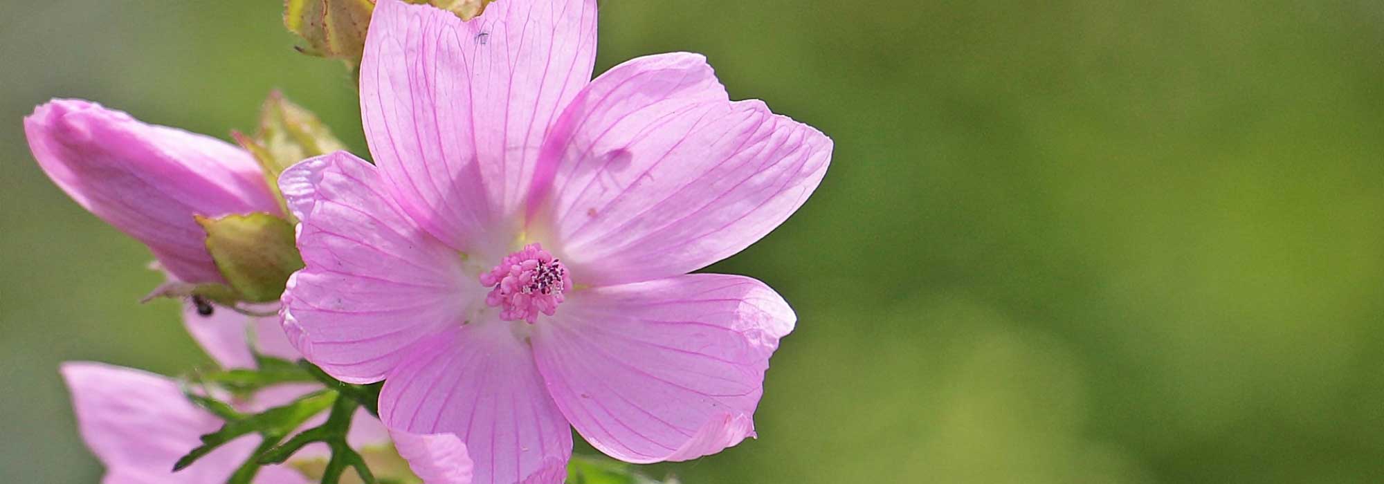 Malva: siembra, plantación, cultivo