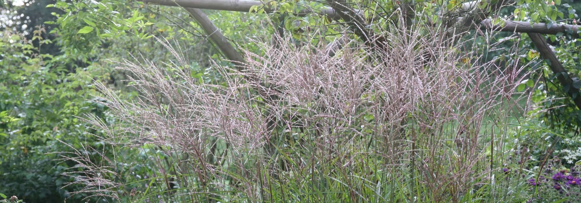 Eulalia: plantar, cultivar y cuidar