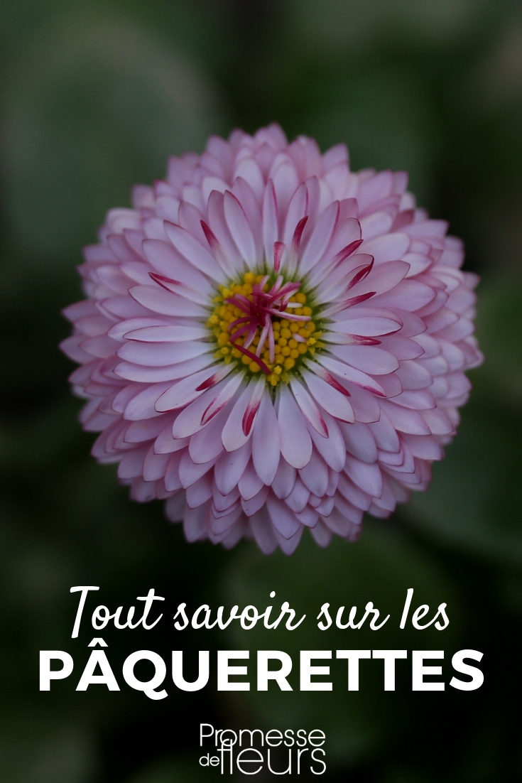 Margarita: plantar, sembrar, cultivar - Consejos