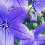 Platycodon: Plantación, cultivo, cuidado