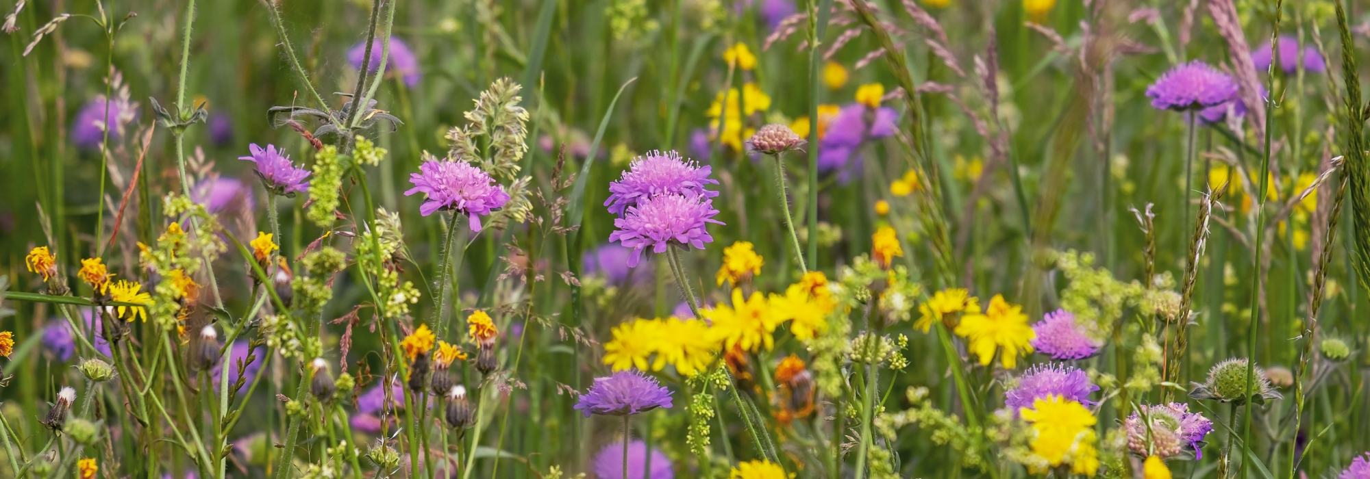 Sembrar una pradera de flores: ¿por qué y cómo?