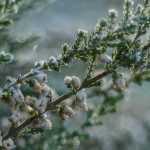 ¿Cómo saber si el suelo es ácido, neutro o calizo?